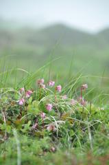 高山に咲く