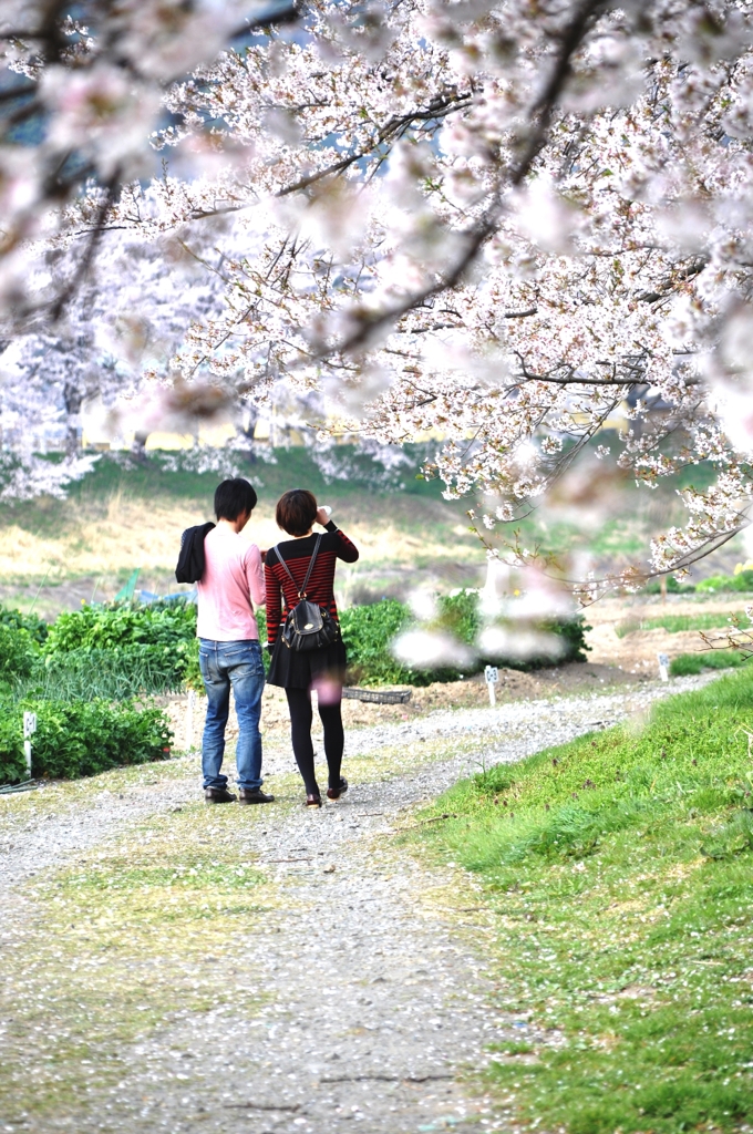 sakura