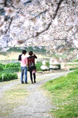 sakura