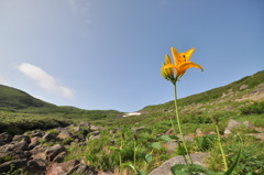 高原に咲く