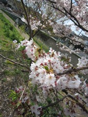 2010year 桜#2