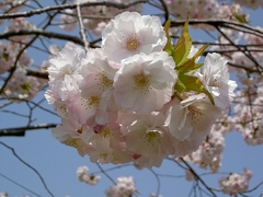 2004年の桜