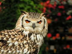 an owl.
