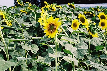 sun flower