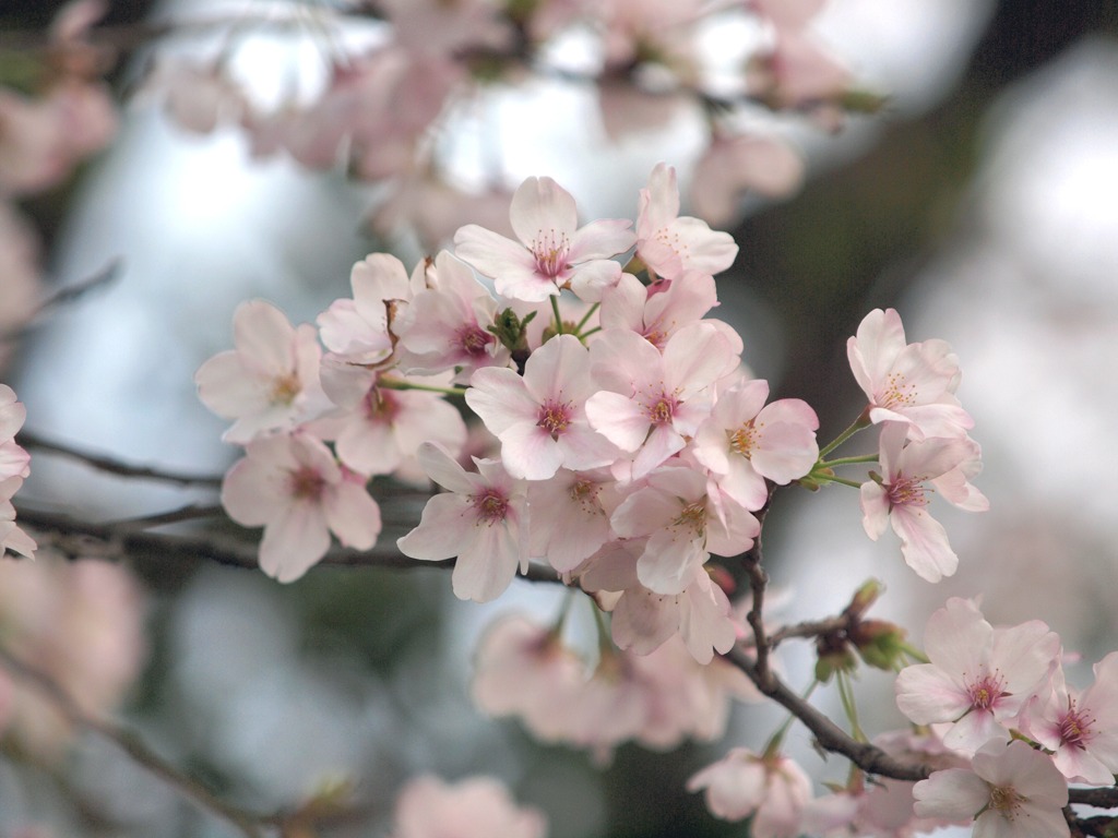 素直に桜