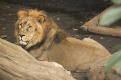 KING!  @ＵＥＮＯ　ＺＯＯ