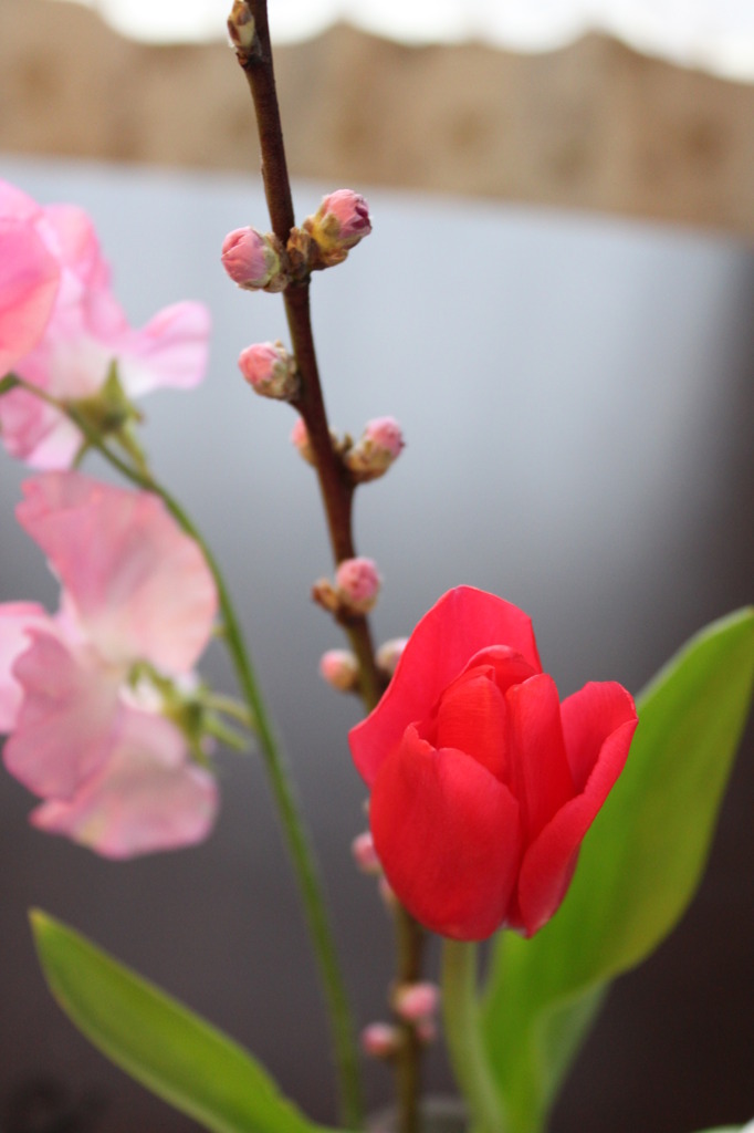 春花