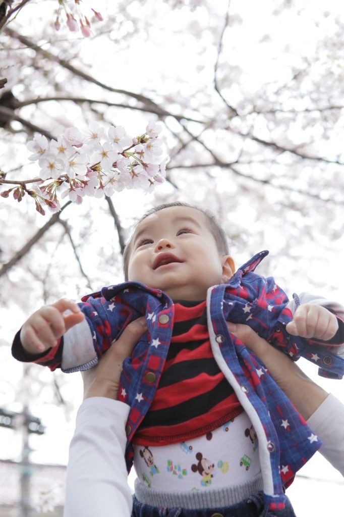 初桜