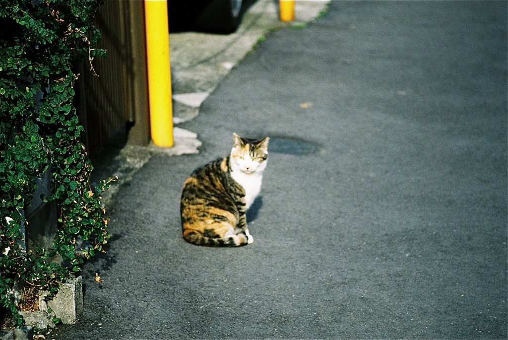 野良猫