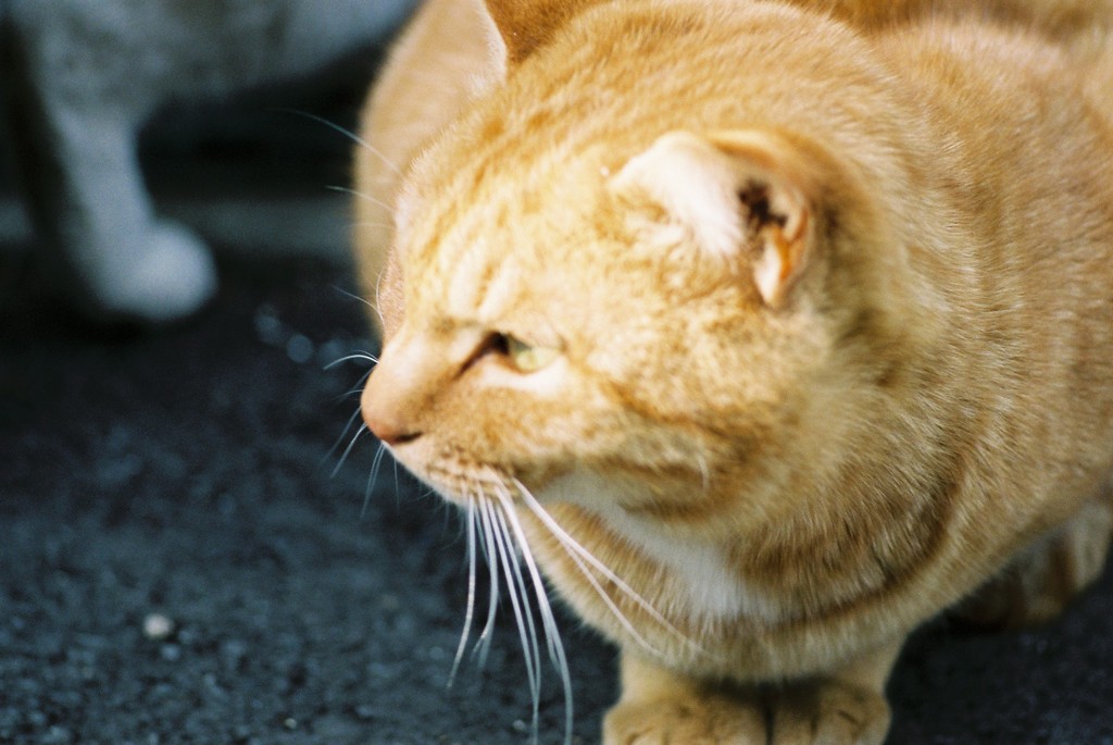 野良猫-ひなたぼっこ