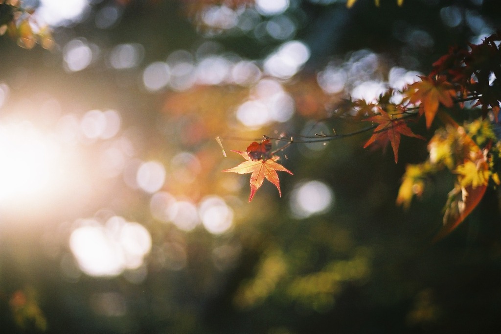 京都-紅葉