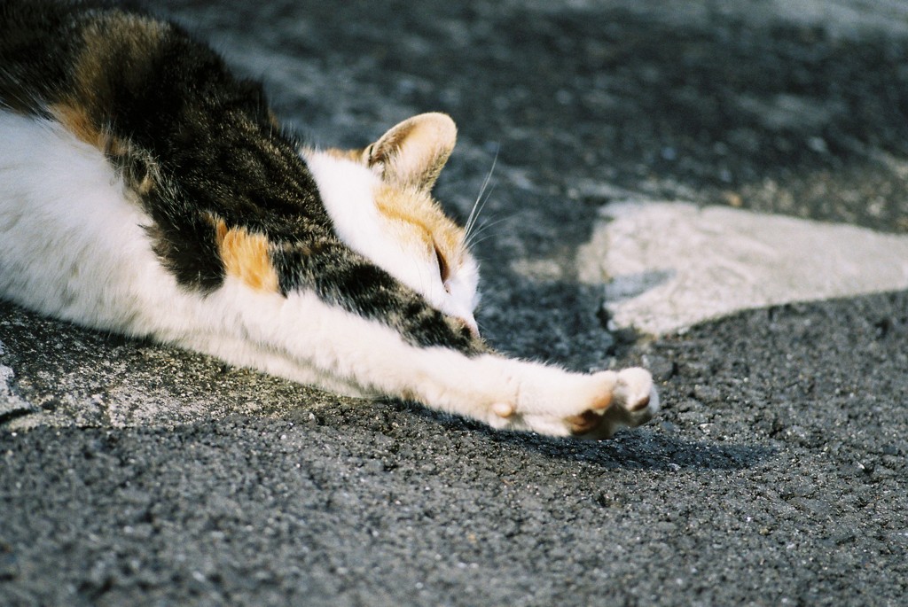 野良猫-ひなたぼっこ