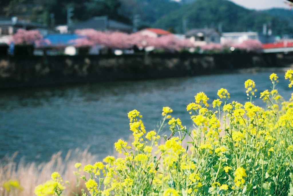河津桜と菜の花