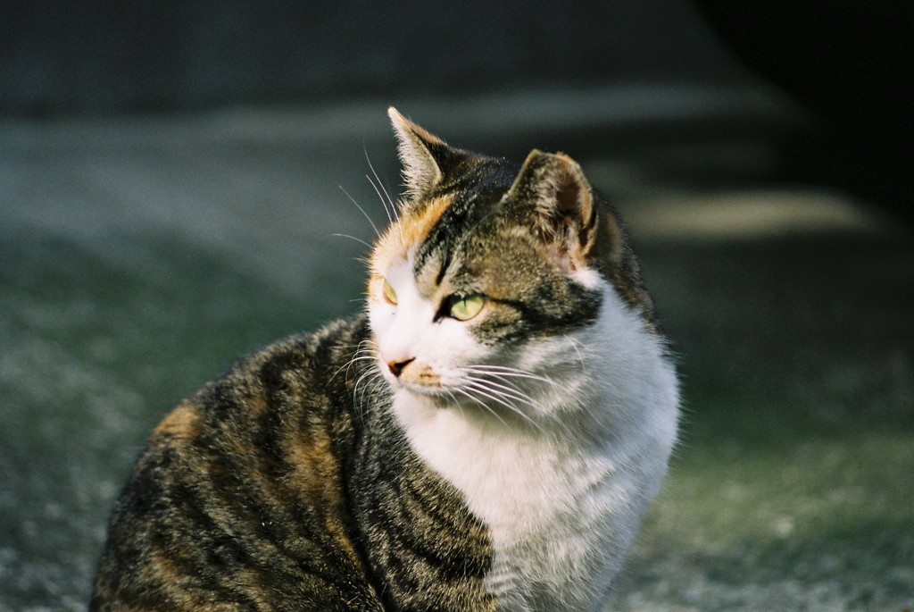 野良猫-ひなたぼっこ