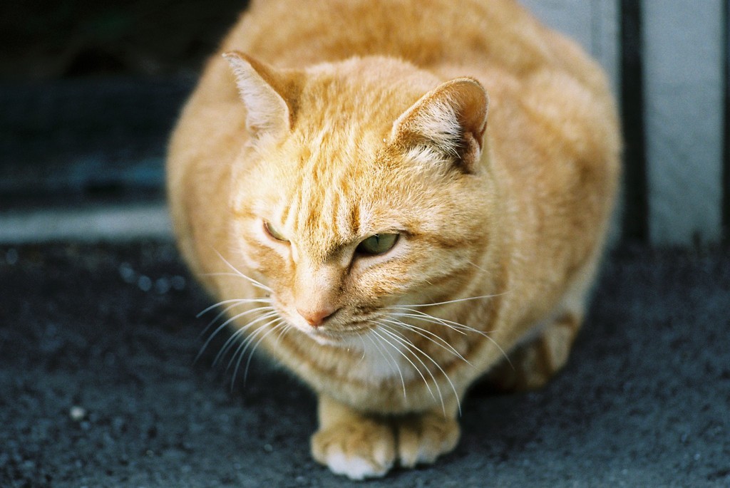 野良猫-ひなたぼっこ