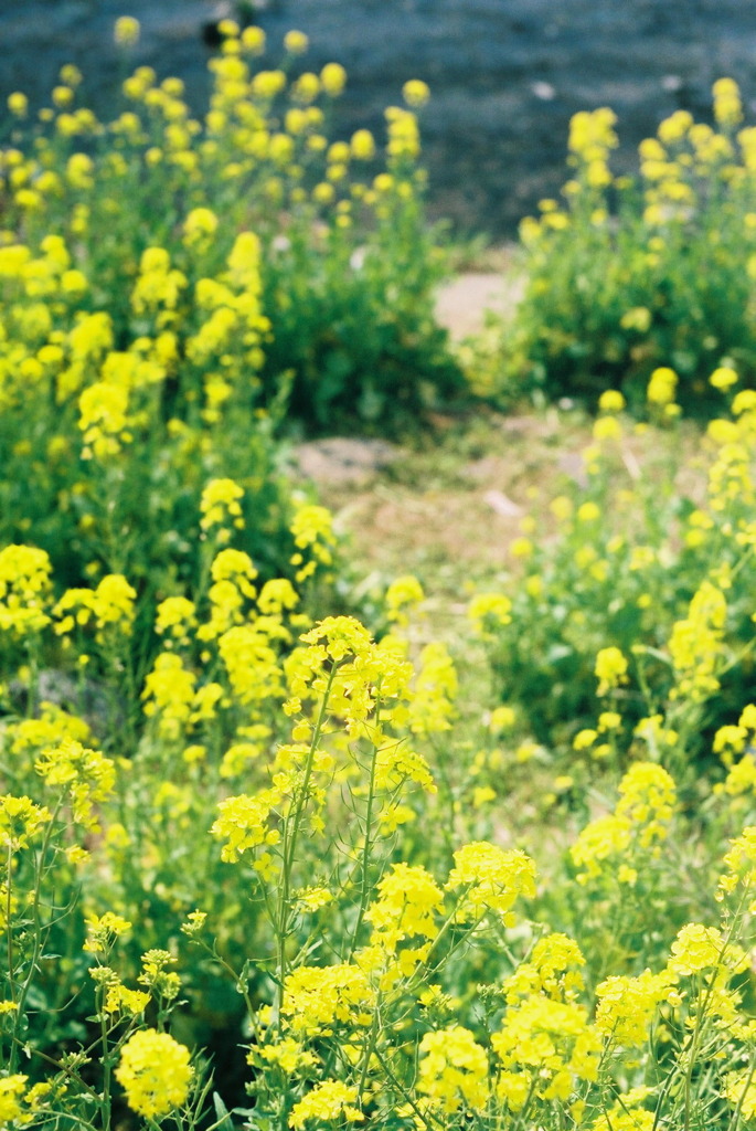 菜の花