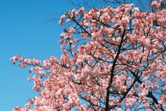小石川植物園の寒桜-1