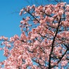小石川植物園の寒桜-1