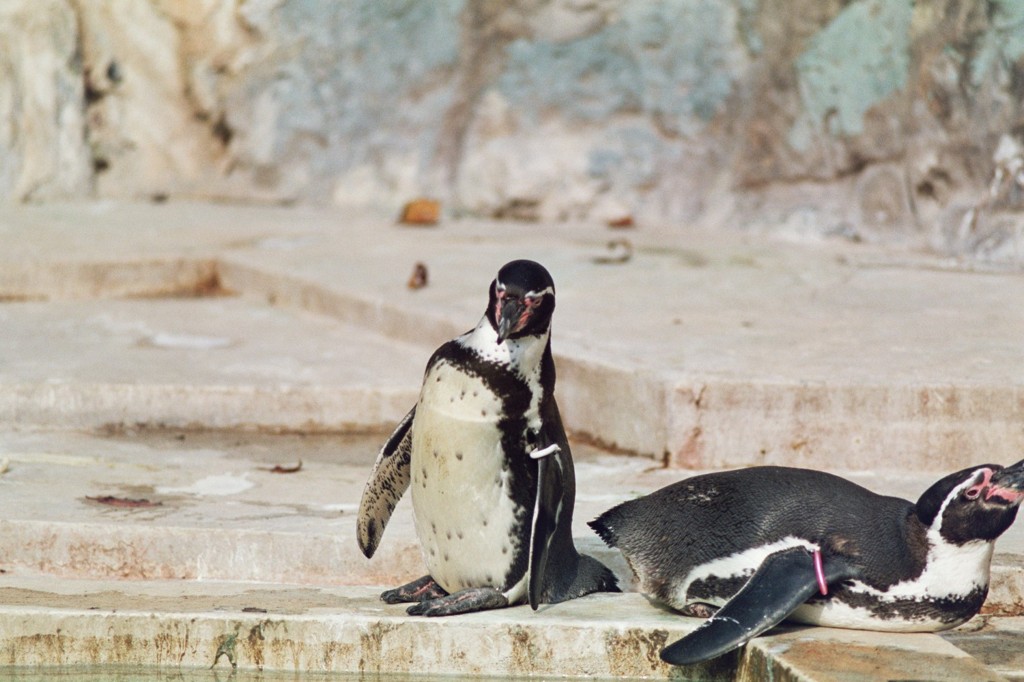 羽村動物園-ペンギン