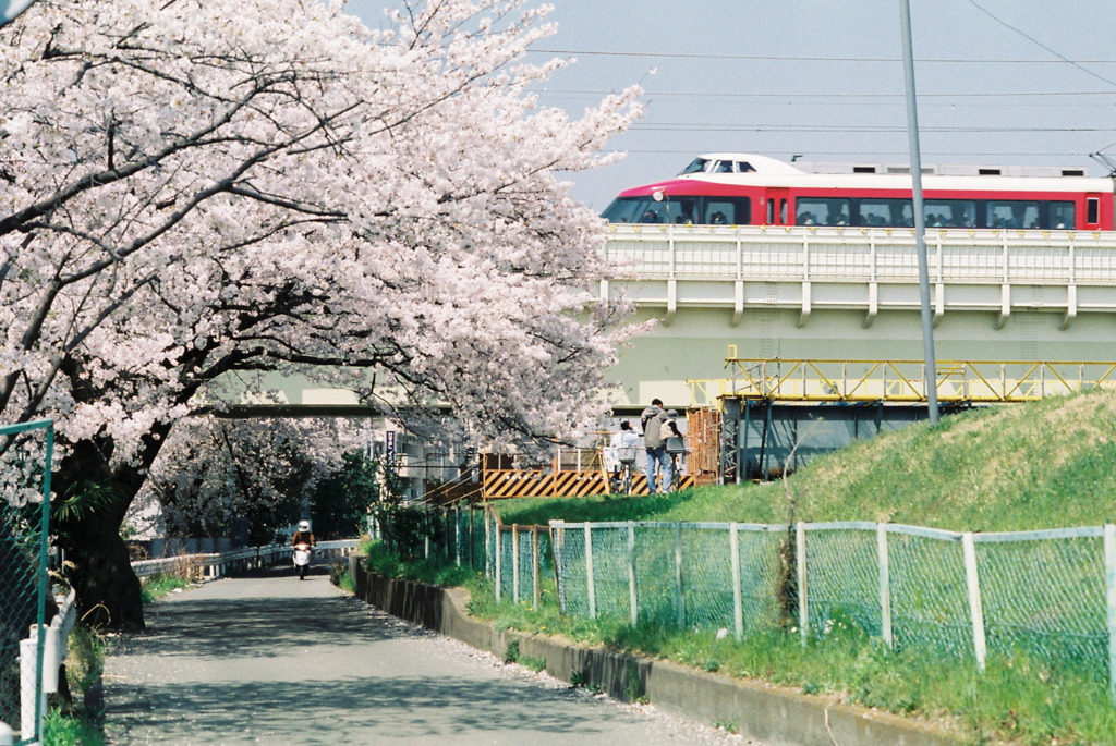 桜と小田急ロマンスカー