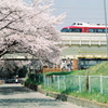 桜と小田急ロマンスカー