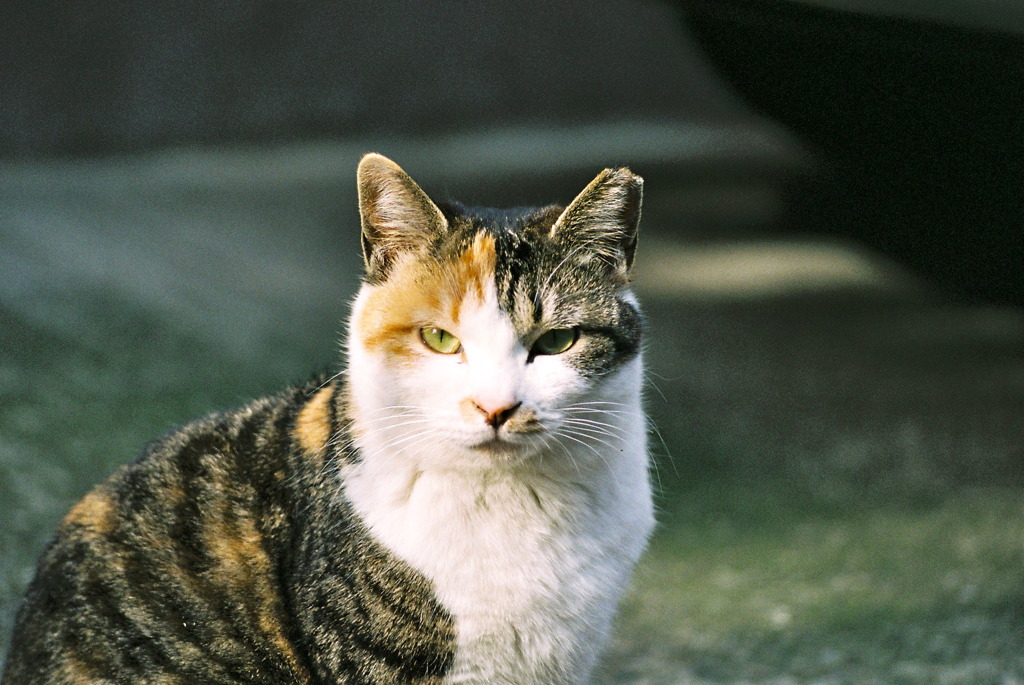 野良猫-ひなたぼっこ