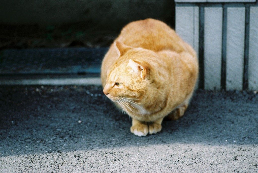 野良猫-ひなたぼっこ