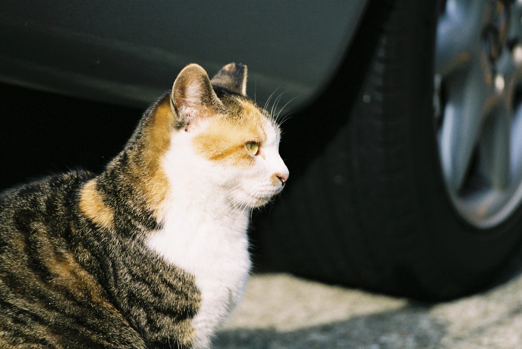 野良猫-ひなたぼっこ