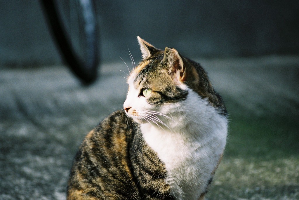 野良猫-ひなたぼっこ