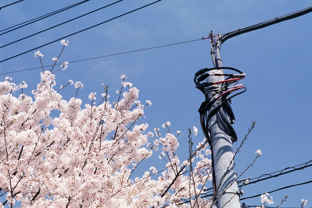 多摩川の桜-1