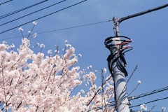 多摩川の桜-1