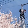 多摩川の桜-1