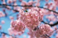 河津桜