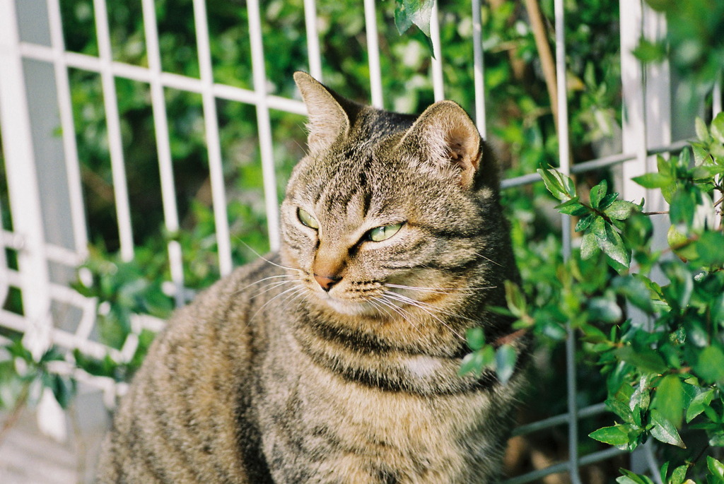 野良猫-ひなたぼっこ