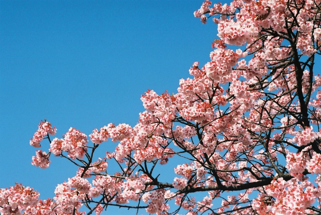 小石川植物園の寒桜-2