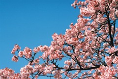 小石川植物園の寒桜-2