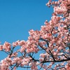 小石川植物園の寒桜-2