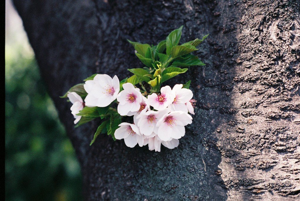 多摩川の桜-2