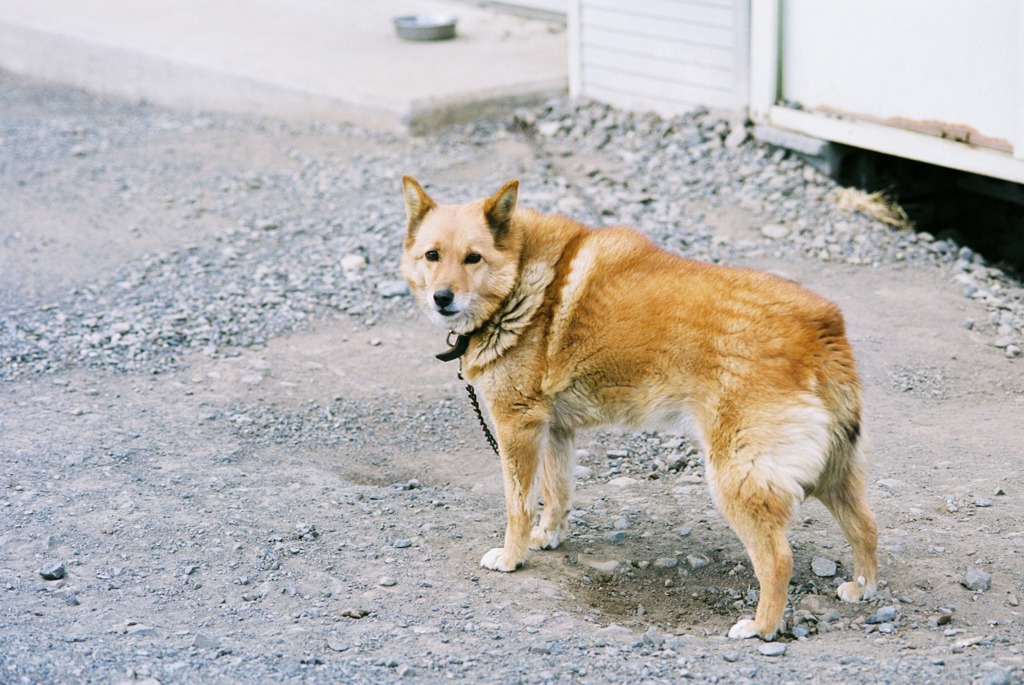 犬