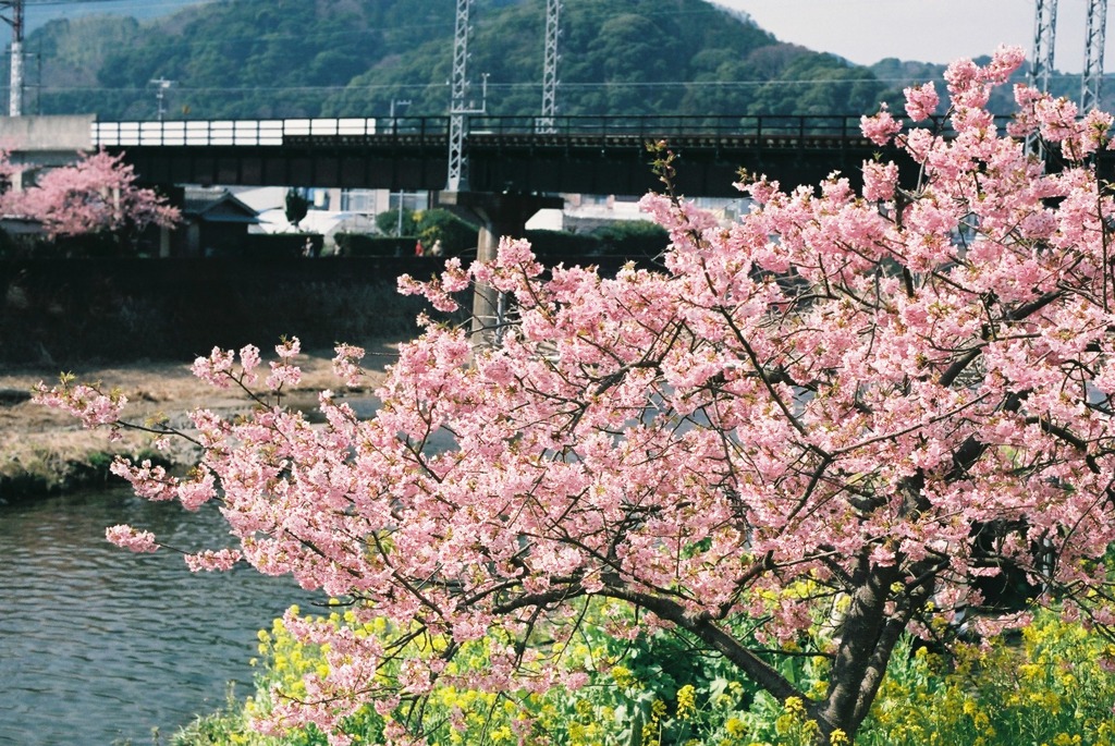 河津桜と伊豆急