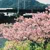 河津桜と伊豆急