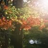 京都-紅葉