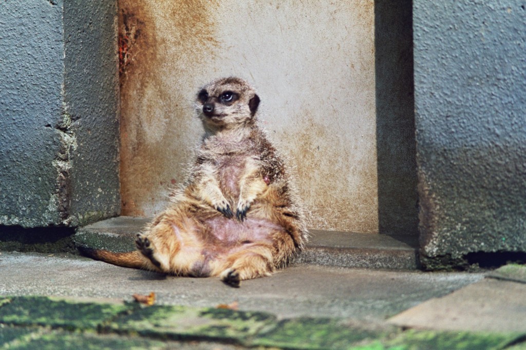 羽村動物園