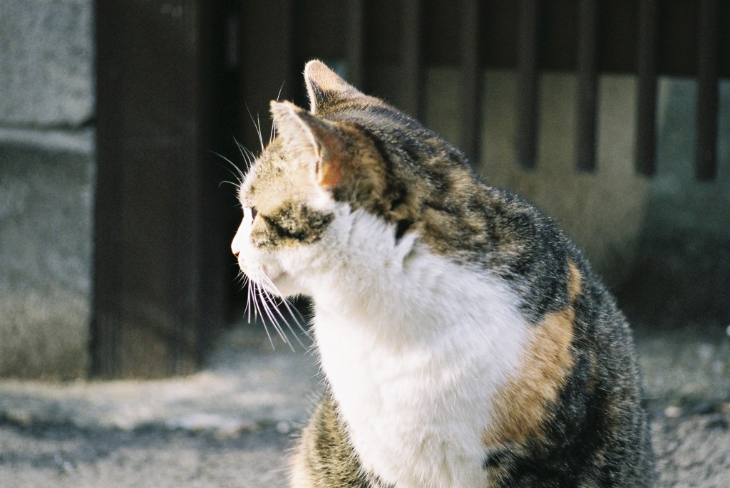 野良猫-ひなたぼっこ