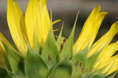 もーいいかい？