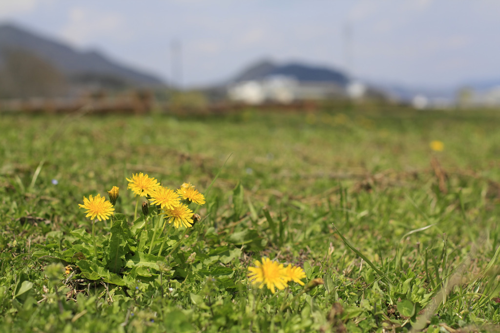 黄花見