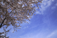 桜と空と飛行機雲