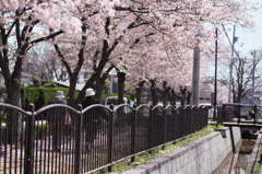 桜道