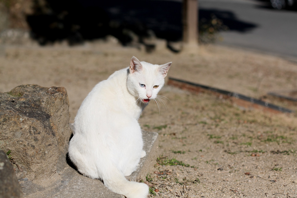 ごるぁ