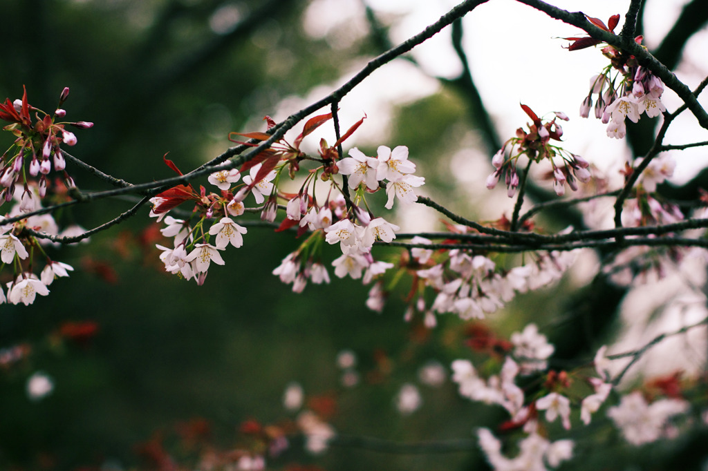 桜翠